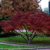 Ognuno il suo COLORE di 