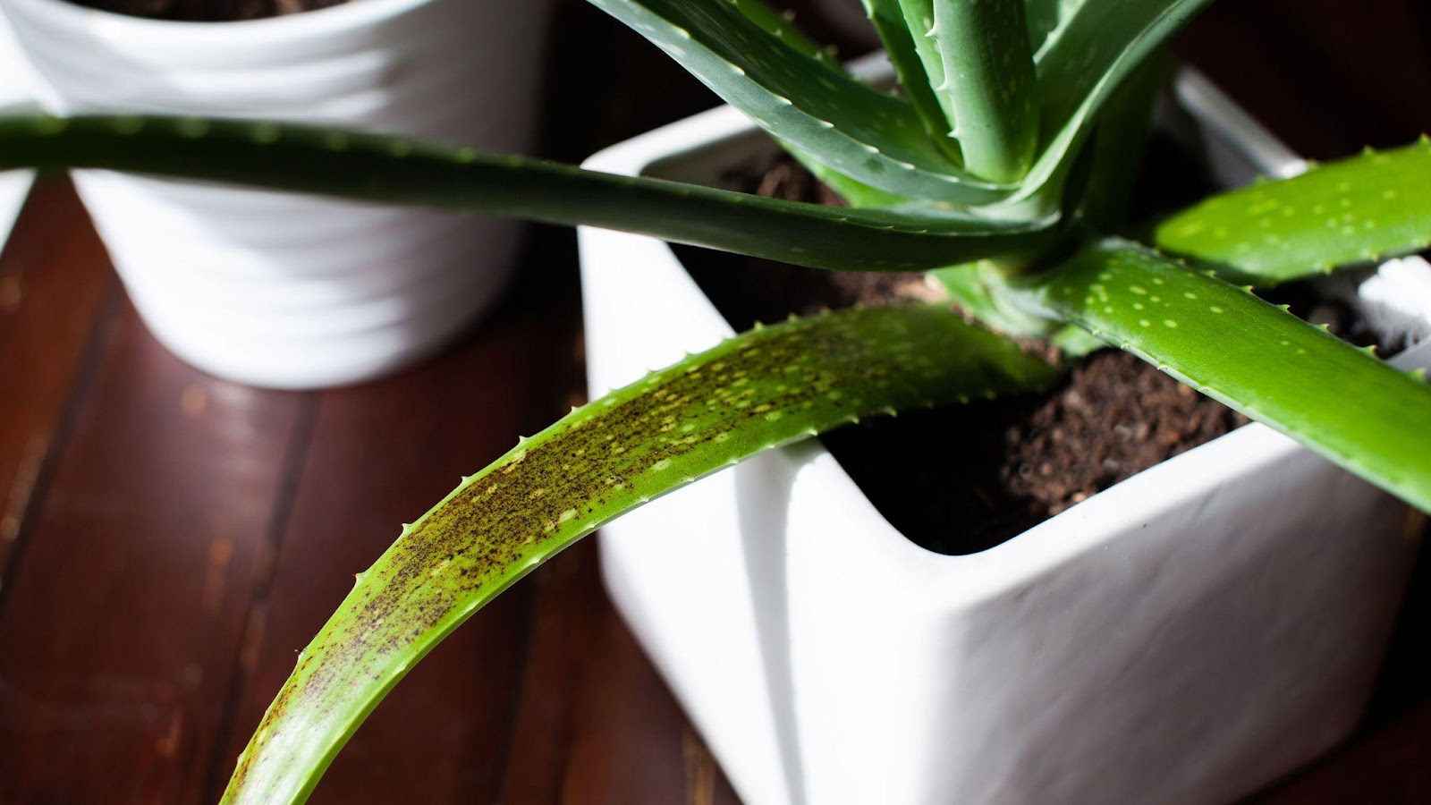 Black Spots on Aloe Plant (Causes Treatment & Prevention)