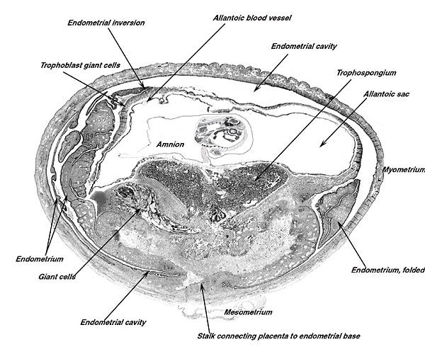 Composite diagram of actual uterine/embryonic sections of early chinchilla placentation, approximately 1/3 through pregnancy.