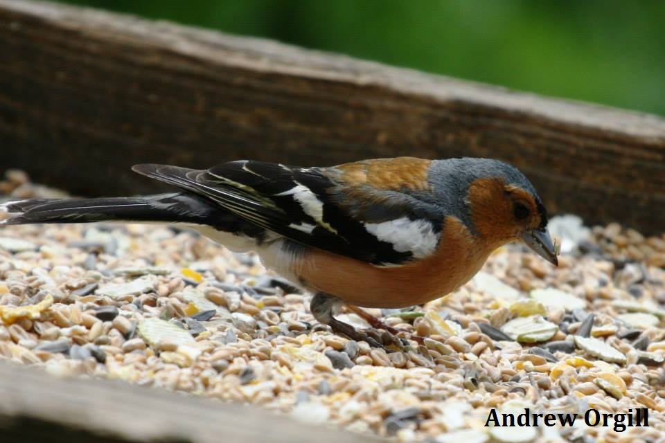 Common Chaffinch