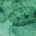 Peacock Flounder