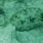 Peacock Flounder