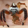 Jumping Spider