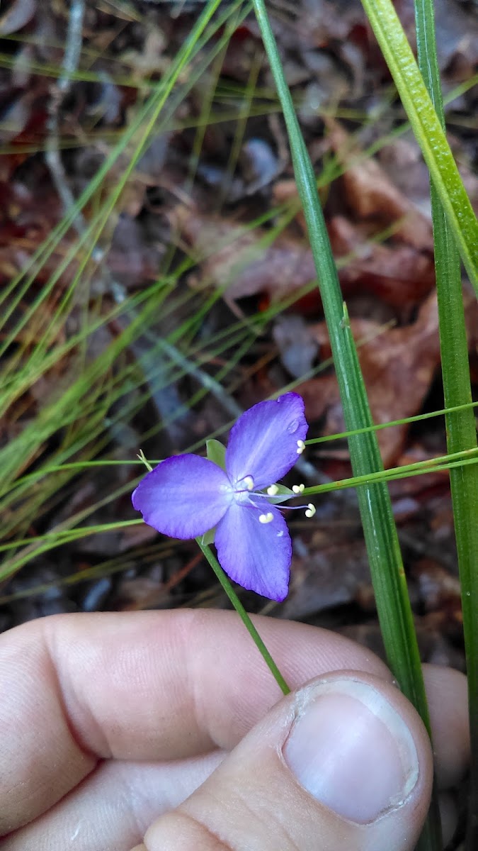 Virginia spiderwort