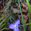 Virginia spiderwort