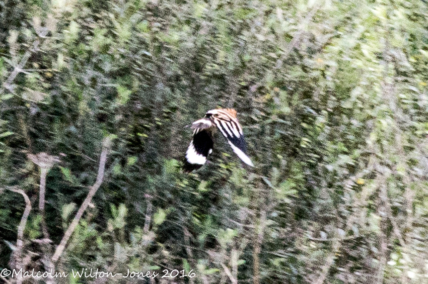 Hoopoe