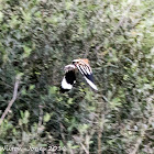 Hoopoe