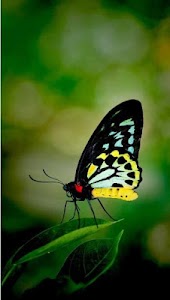 Butterfly Wallpapers screenshot 2