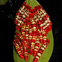 Morpho butterfly (caterpillar)  -  Morpho telemachus