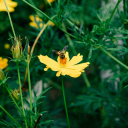 Macro Photography of a Flower