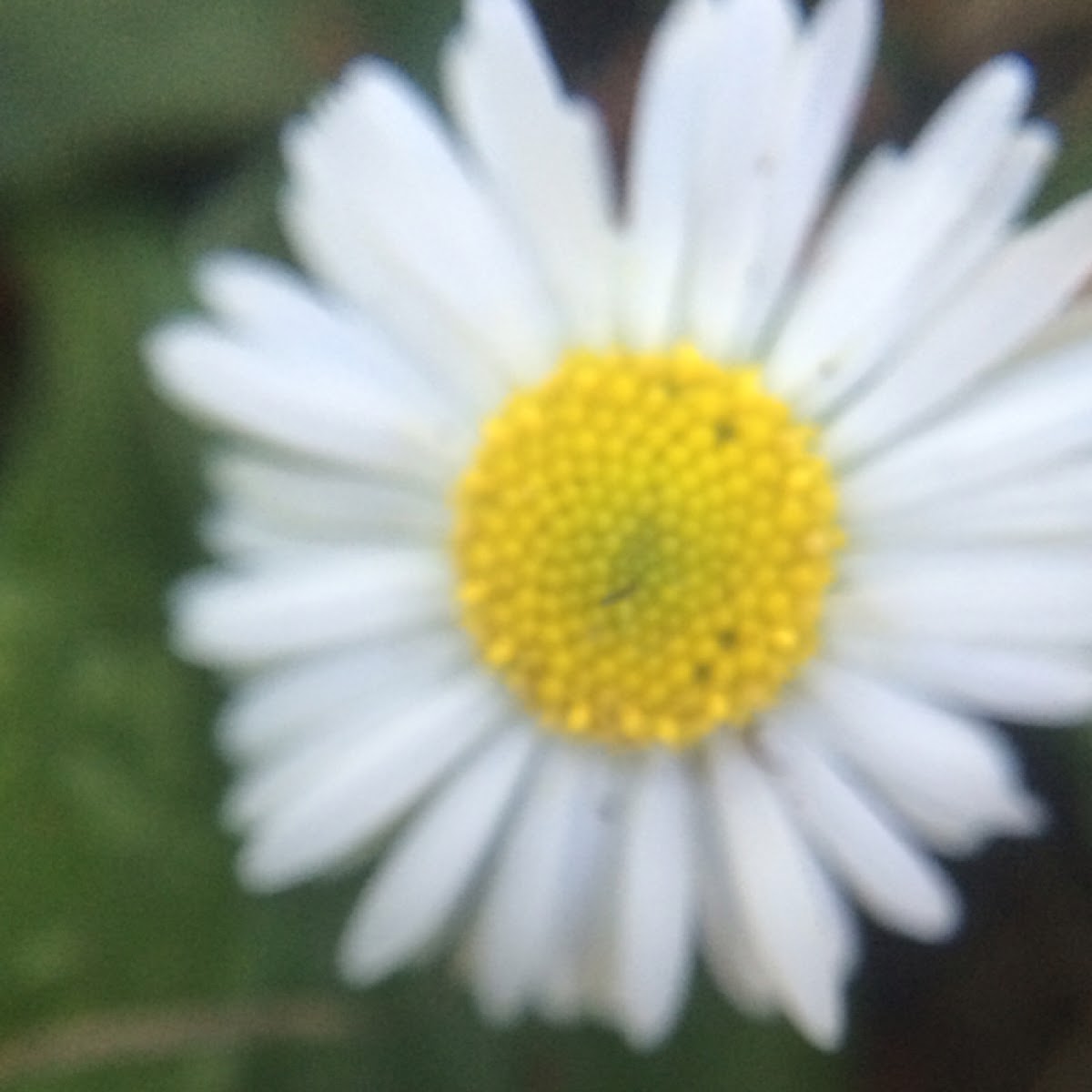 English Daisy