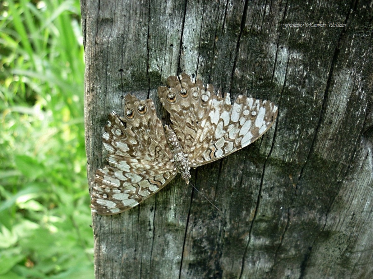 Glaucous Cracker