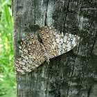 Glaucous Cracker