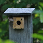 House Wren