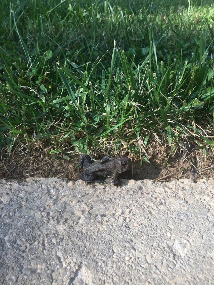 Eastern American Toad