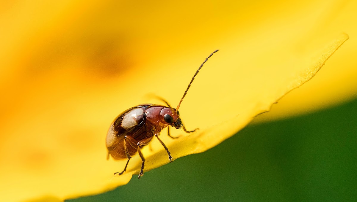 White-spotted Leaf beetle