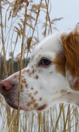 English Setters Jigsaw Puzzle