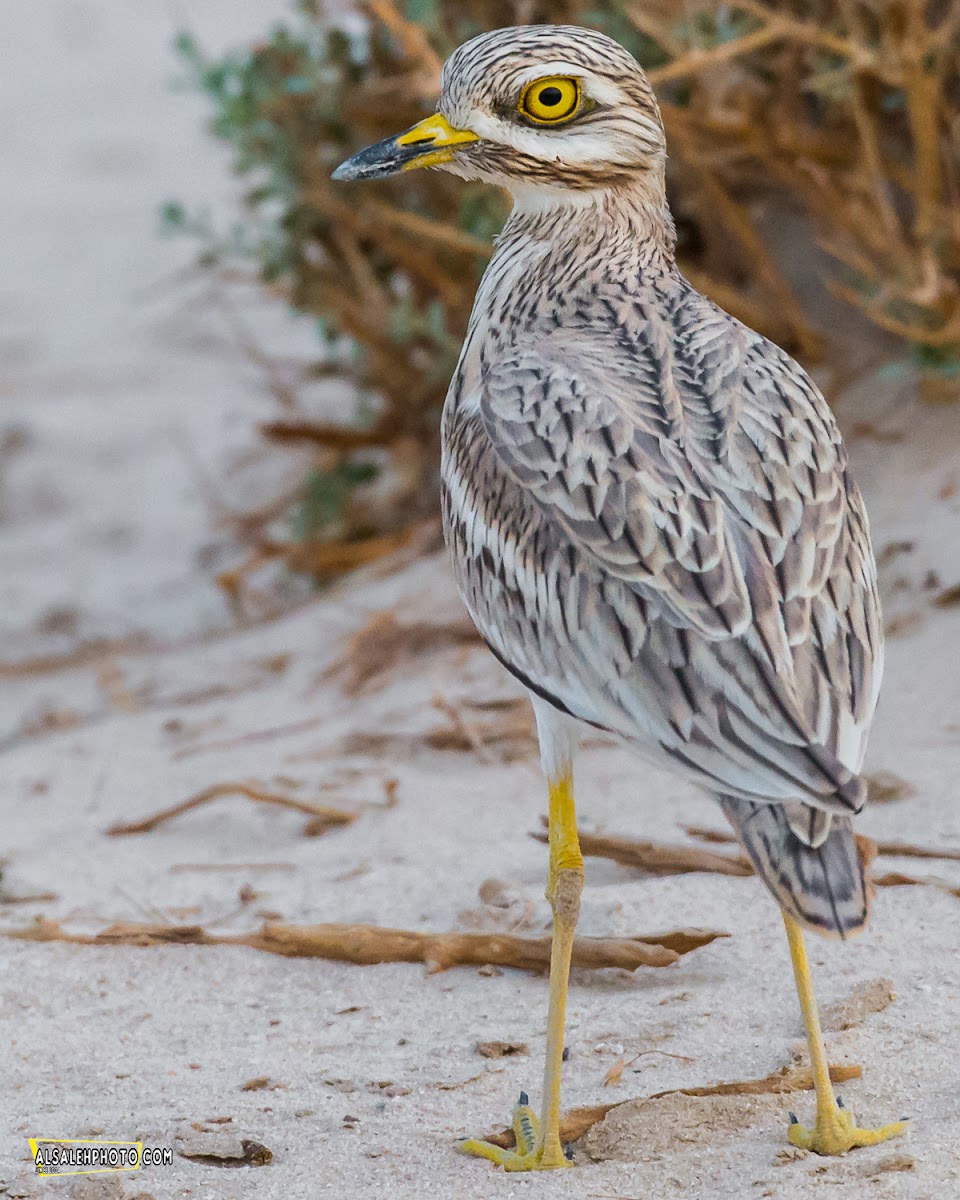 Eurasian Stone-curlew.