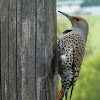 Northern Flicker - female, red-shafted