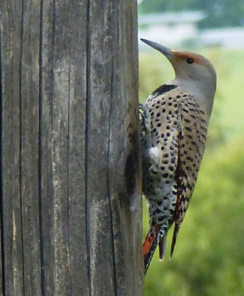 Northern Flicker - female, red-shafted