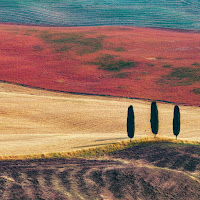 Tre cipressi al sole di Pistolino