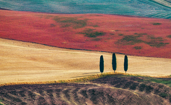 Tre cipressi al sole di Pistolino