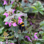 Bombus argillaceus