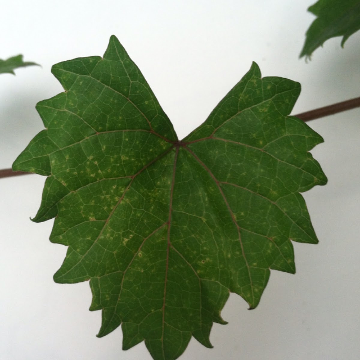 Muscadine Grapes