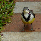 Madagascan Wagtail