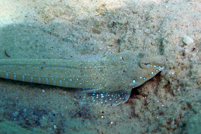 Sailfin dragonet