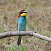 European Bee-eater