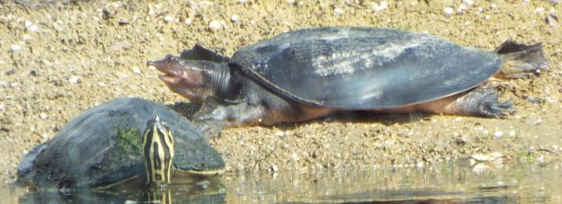 Florida Softshell Turtle