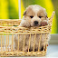 Puppy New Tab Page HD Wallpapers Themes