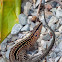 Central American Whiptail