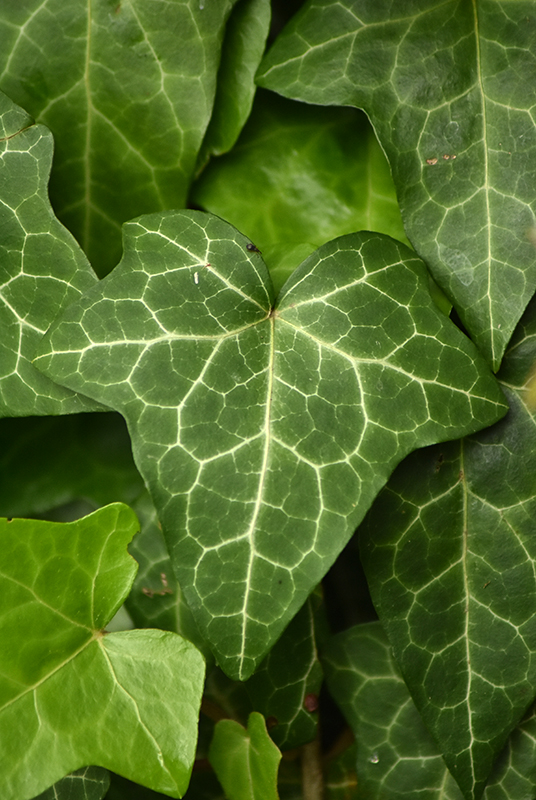 Common ivy