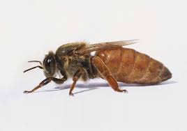 Image result for queen bees