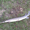 longnose gar