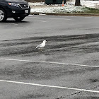 Ring-billed Gull