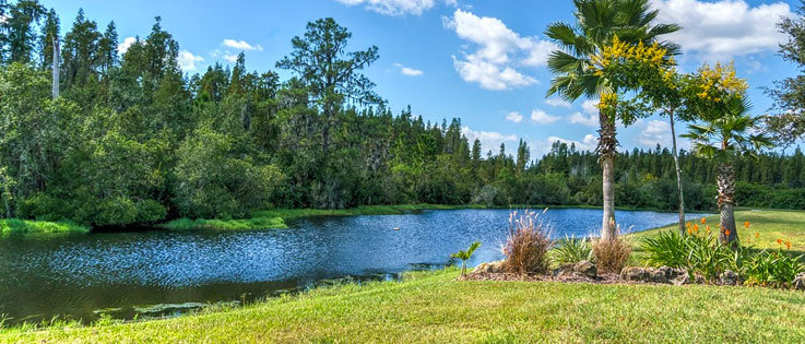 A lake and palm trees on a sunny day in Florida