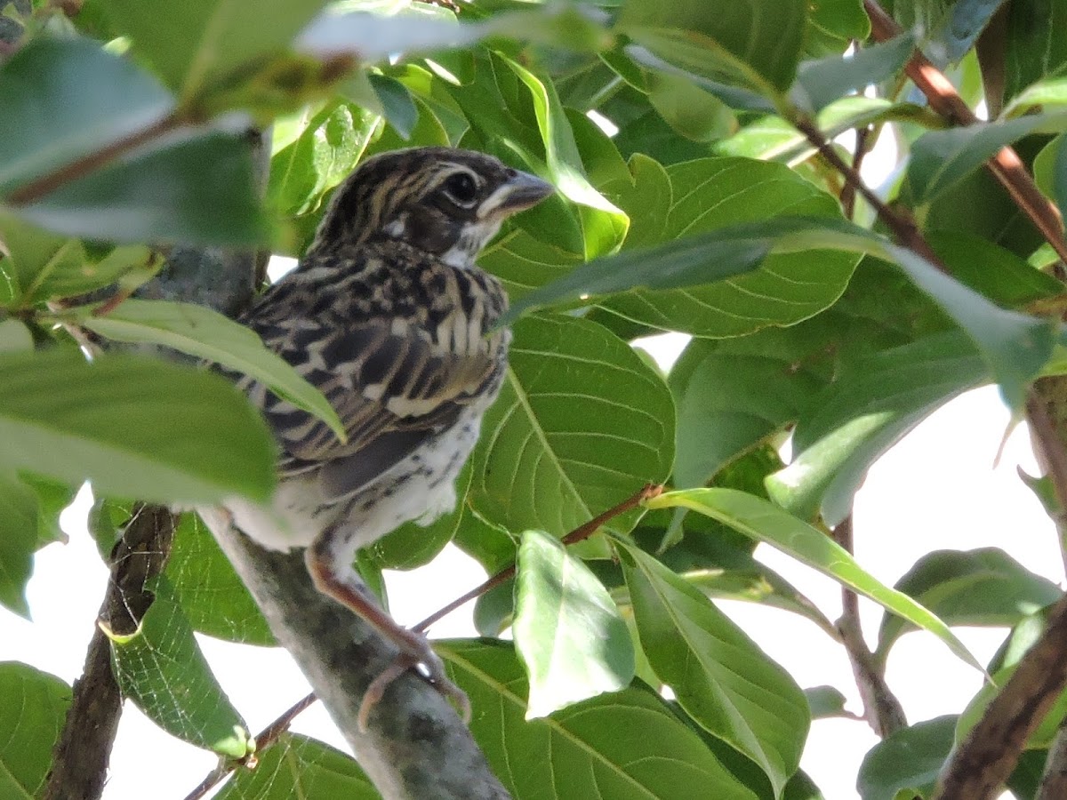 Lark Sparrow