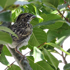 Lark Sparrow