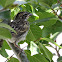 Lark Sparrow