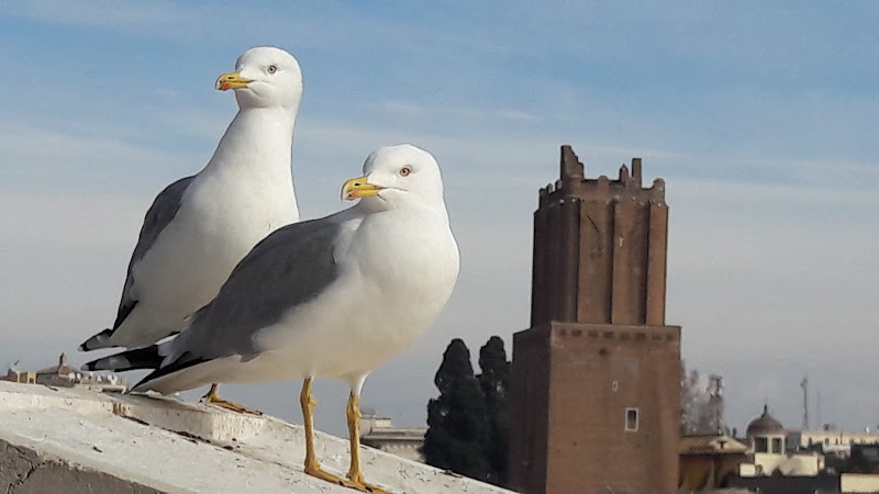 Coppia in bianco di anna_maria_rocchi