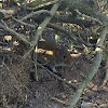 California Vole