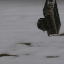 black-capped chickadee