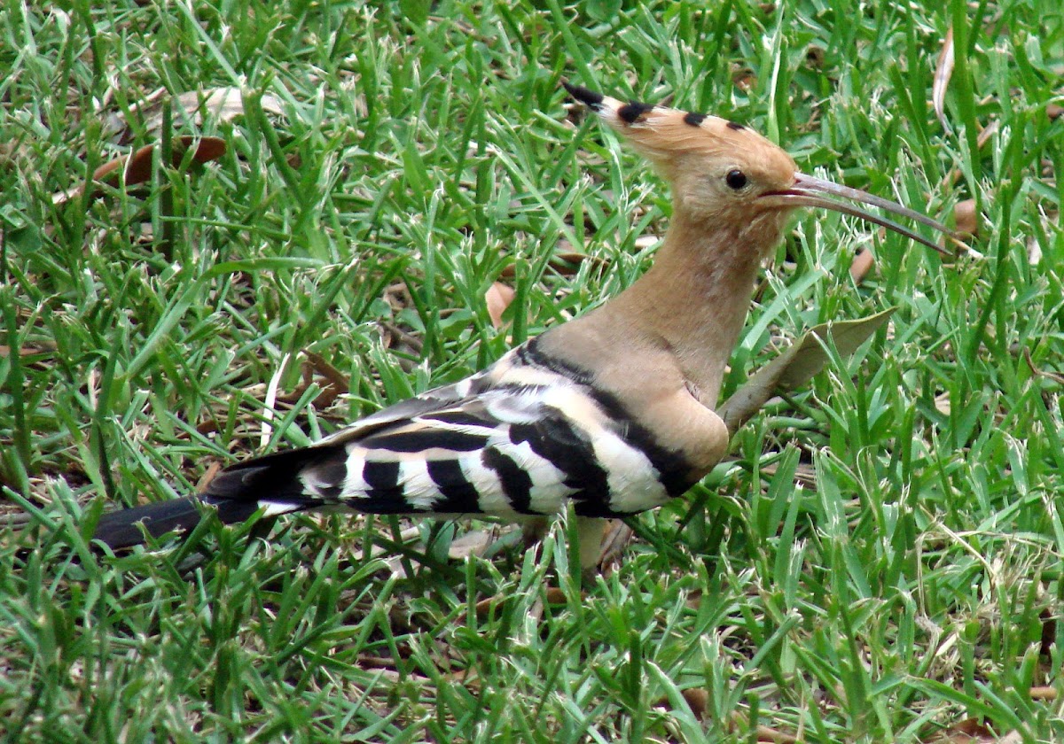 Hoopoe