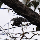 Grey Fantail