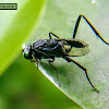 Blue-eyed ensign wasp