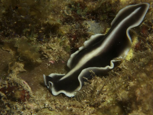 Flatworm