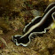 Flatworm